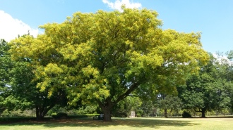 wunderschönder Baum